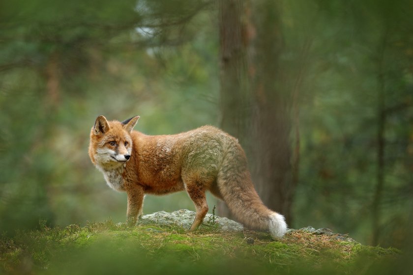 Foxes Photography: Techniques For Capturing These Enchanting Creatures | Skylum Blog(2)