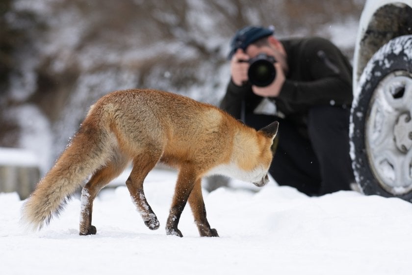 Foxes Photography: Techniques For Capturing These Enchanting Creatures | Skylum Blog(3)