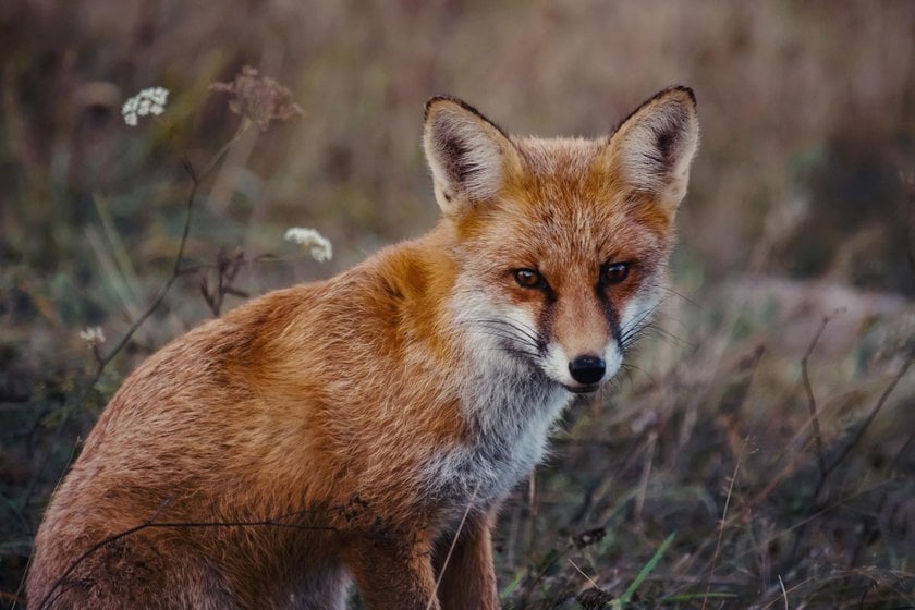 Foxes Photography: Techniques For Capturing These Enchanting Creatures | Skylum Blog(4)