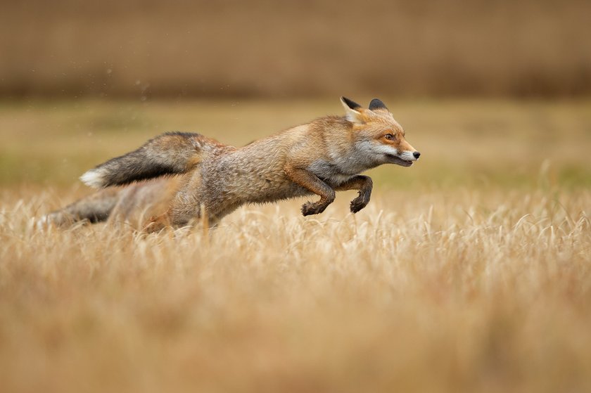 Foxes Photography: Techniques For Capturing These Enchanting Creatures | Skylum Blog(5)