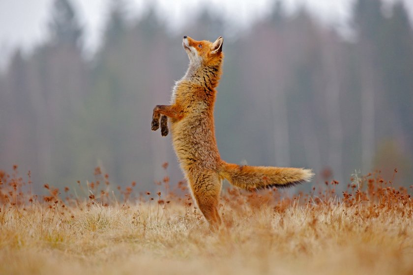 Foxes Photography: Techniques For Capturing These Enchanting Creatures | Skylum Blog(6)