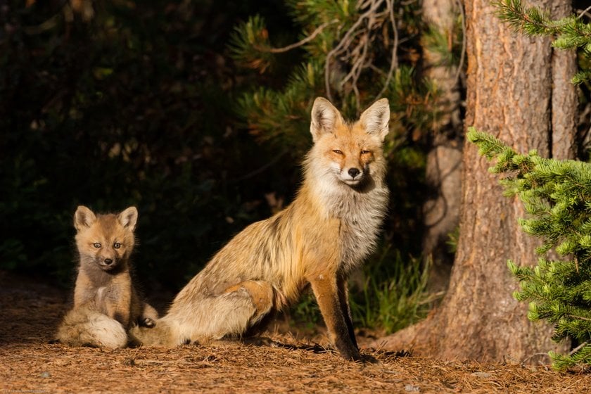 Foxes Photography: Techniques For Capturing These Enchanting Creatures | Skylum Blog(7)
