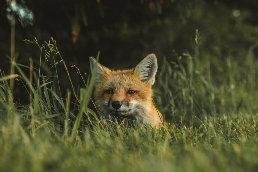 Foxes Photography: Techniques For Capturing These Enchanting Creatures | Skylum Blog(10)