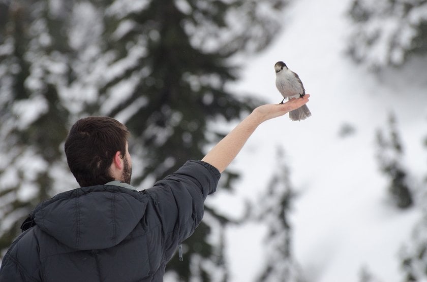 How To Photograph Birds: Techniques For Every Photographer | Skylum Blog(7)
