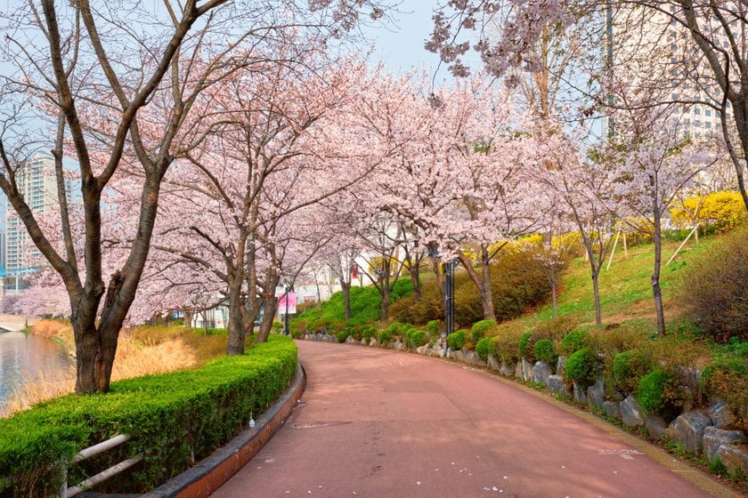 Cherry Blossom In South Korea: Beautiful Places To Visit | Skylum Blog(2)
