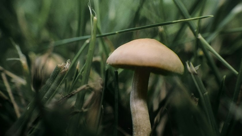 Mushroom Photography: Capture The Hidden World | Skylum Blog(2)