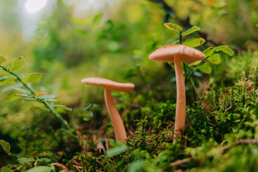 Mushroom Photography: Capture The Hidden World | Skylum Blog(3)