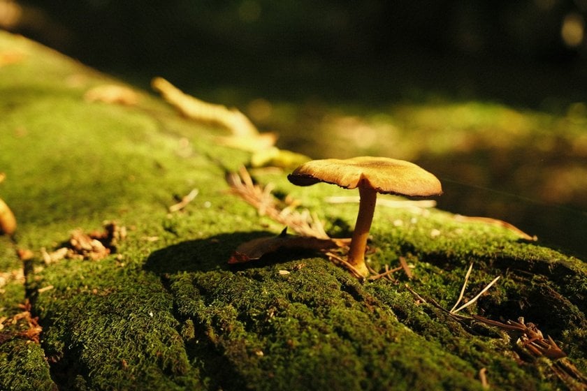 Mushroom Photography: Capture The Hidden World | Skylum Blog(5)