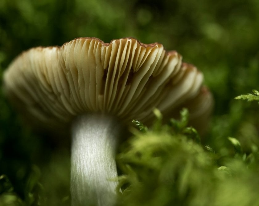 Mushroom Photography: Capture The Hidden World | Skylum Blog(6)