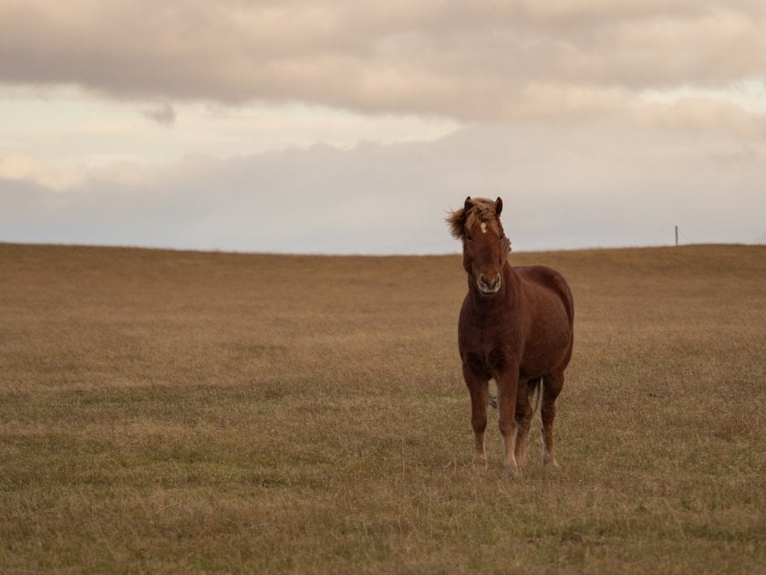 Nature Photography: The Language of Light, Composition, and Timing | Skylum Blog(12)