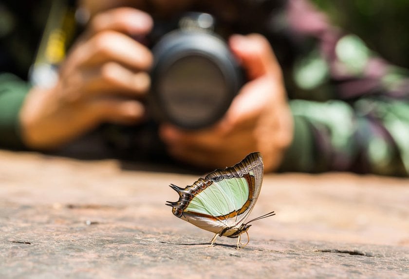 Wildlife Photography Tips And Tricks: A Guide To Masterful Shots | Skylum Blog(4)