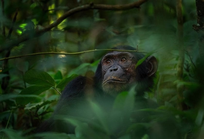 Wildlife Photography Tips And Tricks: A Guide To Masterful Shots | Skylum Blog(6)