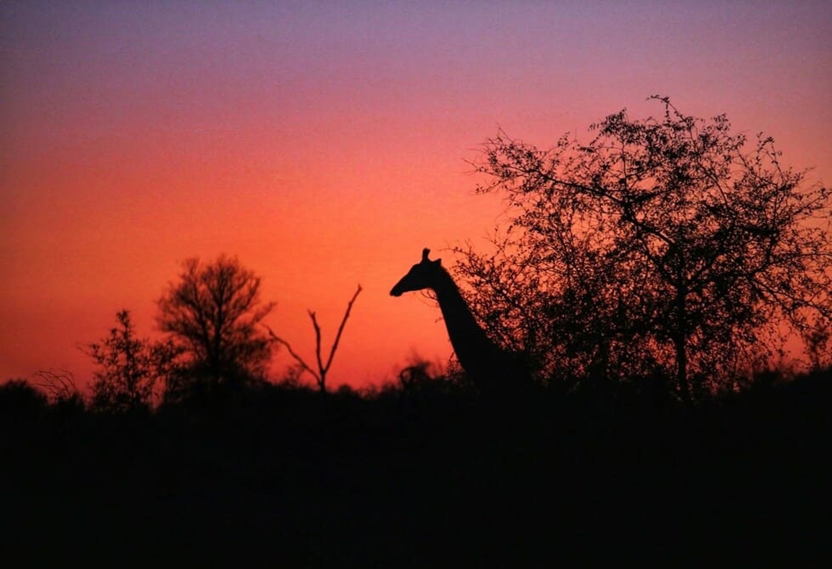 Tips for Shooting Wildlife at Dawn: Expert Secrets Revealed