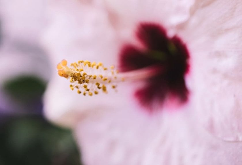 Flower Arrangement Photography To Bloom Your Business | Skylum Blog(15)