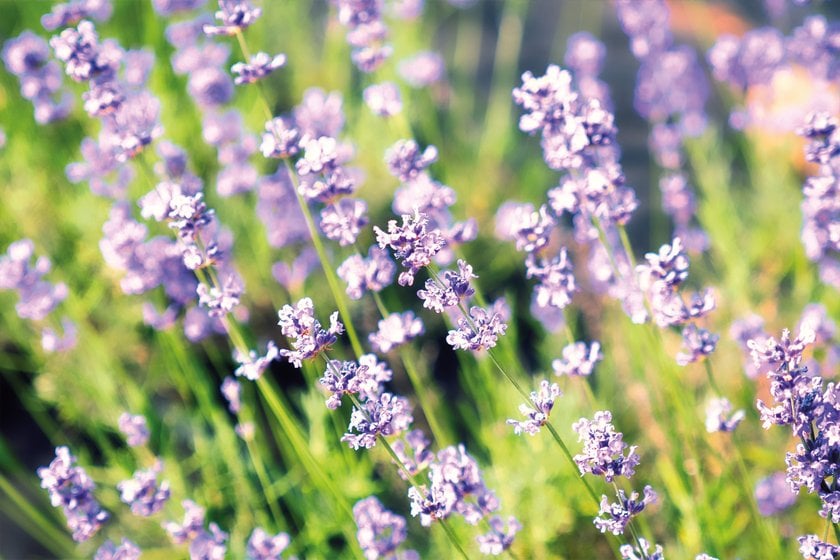 Lavender Field Photoshoot Ideas for Every Mood | Skylum Blog(5)