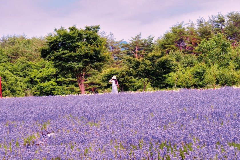 Lavender Field Photoshoot Ideas for Every Mood | Skylum Blog(7)