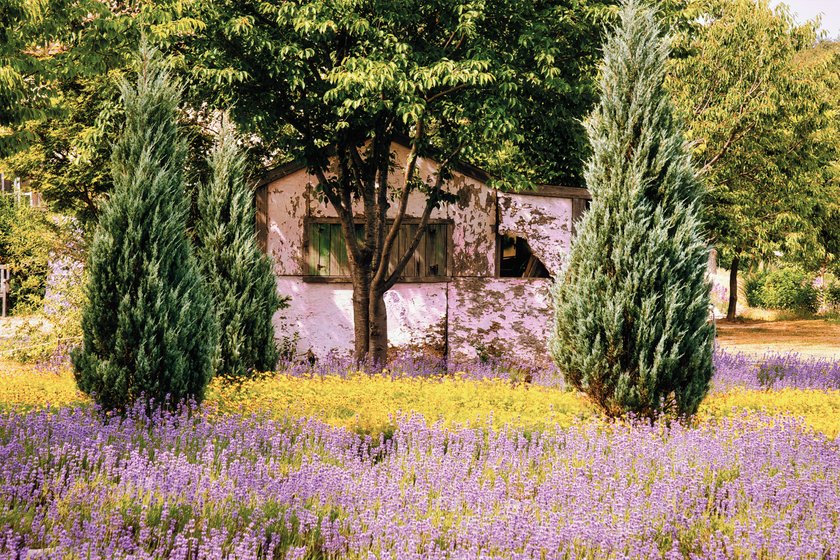 Lavender Field Photoshoot Ideas for Every Mood | Skylum Blog(5)