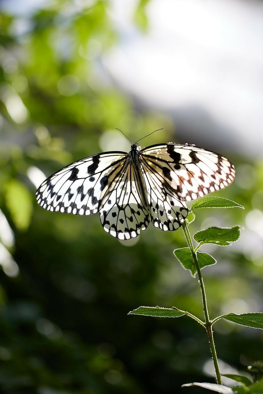 The Art of Butterfly Photography: Pro Techniques Unveiled | Skylum Blog(2)