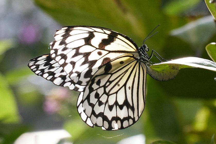 The Art of Butterfly Photography: Pro Techniques Unveiled | Skylum Blog(3)