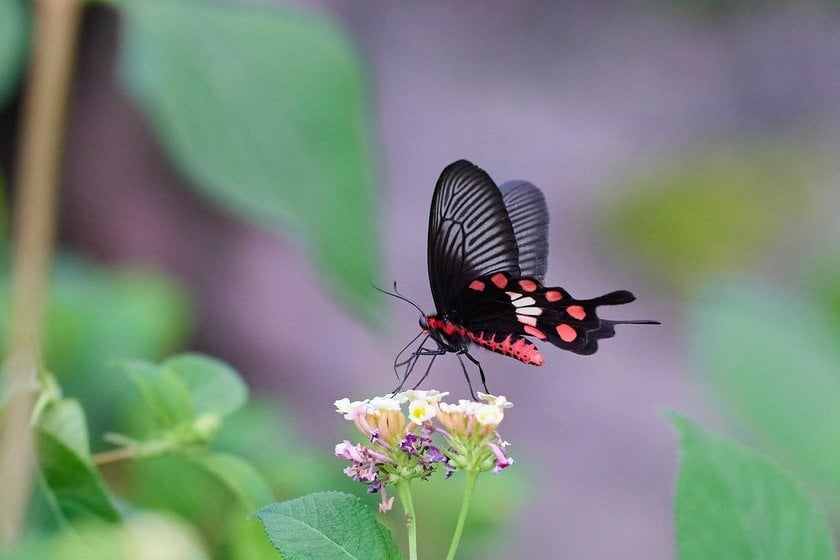 The Art of Butterfly Photography: Pro Techniques Unveiled | Skylum Blog(4)