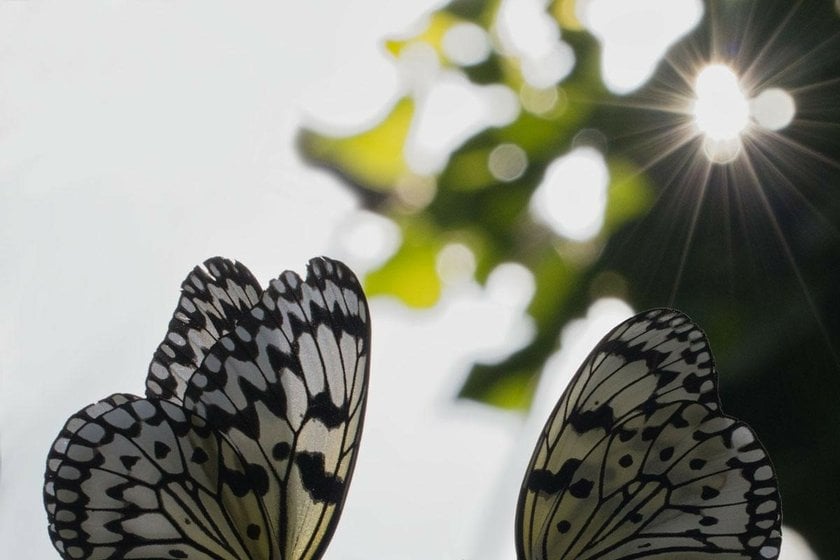 The Art of Butterfly Photography: Pro Techniques Unveiled | Skylum Blog(6)