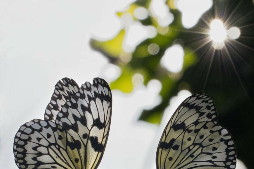 The Art of Butterfly Photography: Pro Techniques Unveiled | Skylum Blog(8)