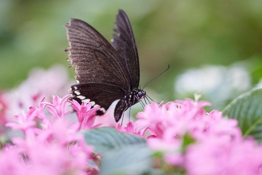 The Art of Butterfly Photography: Pro Techniques Unveiled | Skylum Blog(8)