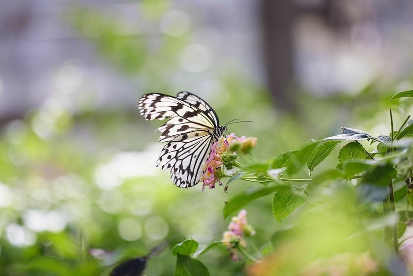 The Art of Butterfly Photography: Pro Techniques Unveiled | Skylum Blog(9)