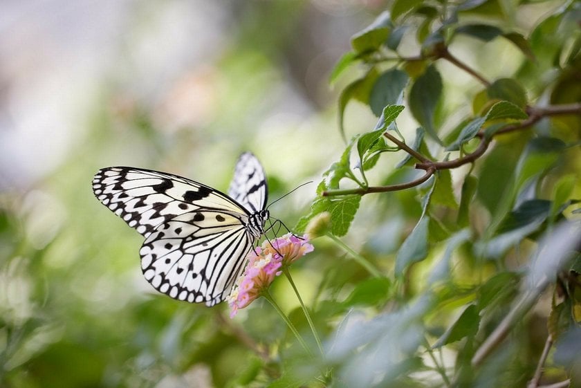 The Art of Butterfly Photography: Pro Techniques Unveiled | Skylum Blog(10)