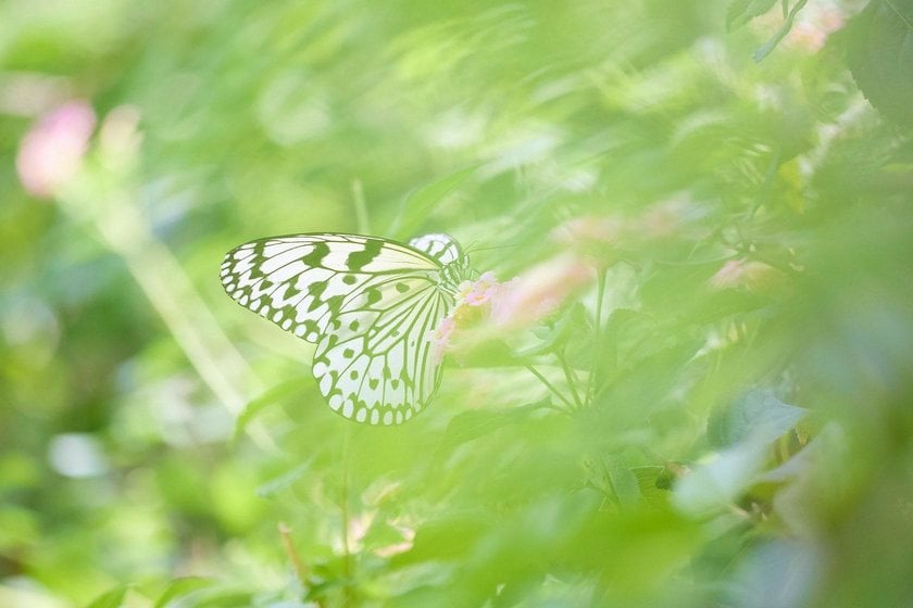 The Art of Butterfly Photography: Pro Techniques Unveiled | Skylum Blog(11)