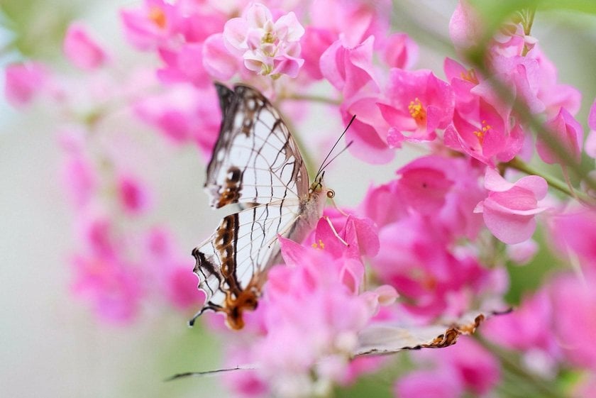 The Art of Butterfly Photography: Pro Techniques Unveiled | Skylum Blog(13)