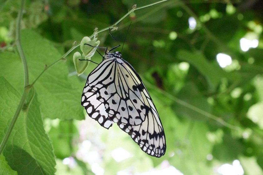 The Art of Butterfly Photography: Pro Techniques Unveiled | Skylum Blog(14)