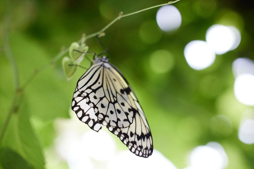 The Art of Butterfly Photography: Pro Techniques Unveiled | Skylum Blog(15)