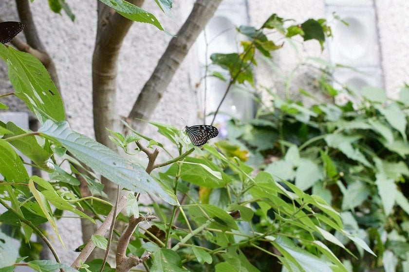 The Art of Butterfly Photography: Pro Techniques Unveiled | Skylum Blog(15)