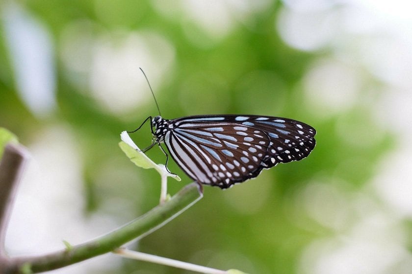 The Art of Butterfly Photography: Pro Techniques Unveiled | Skylum Blog(17)