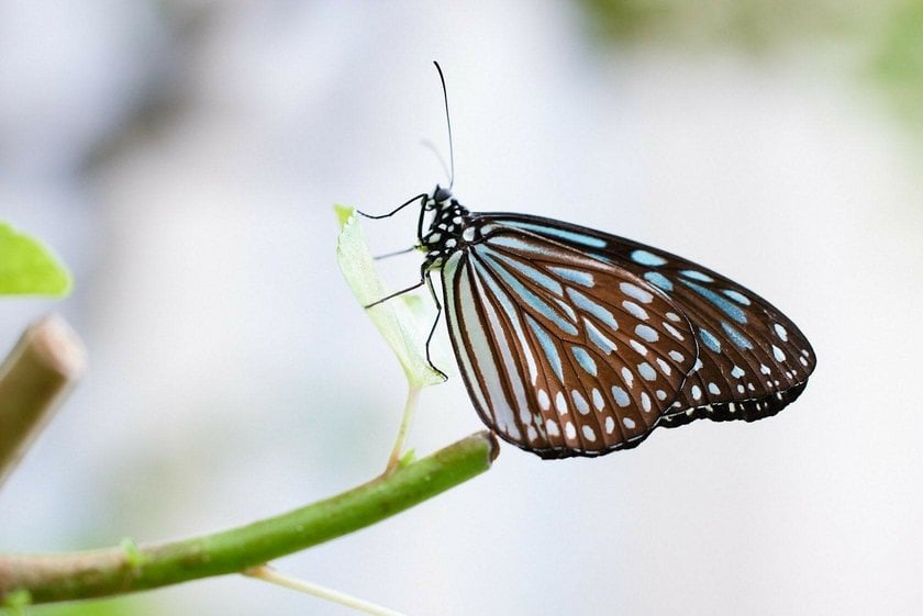 The Art of Butterfly Photography: Pro Techniques Unveiled | Skylum Blog(17)