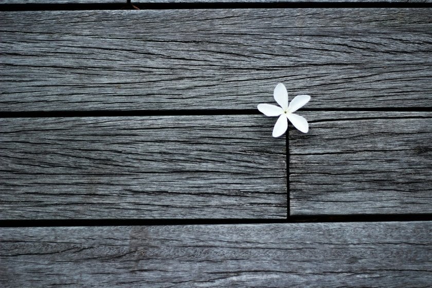 Flower Photographed Using the Rule of Thirds | Skylum Blog