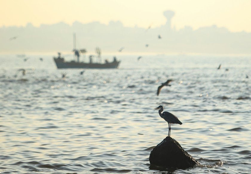 Photo of a Seagull on a Rock in the Middle of the Water | Skylum Blog