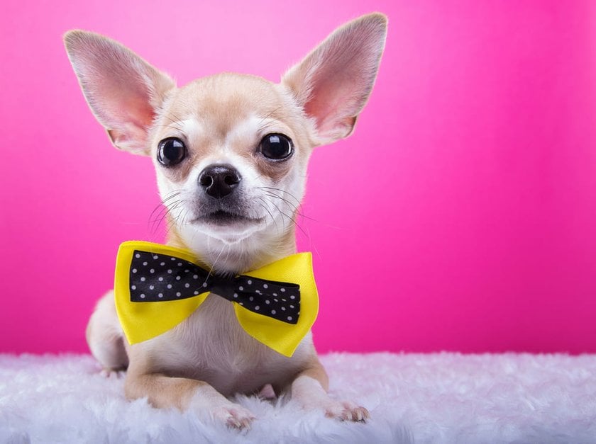 Chihuahua with a Bow Tie | Skylum Blog