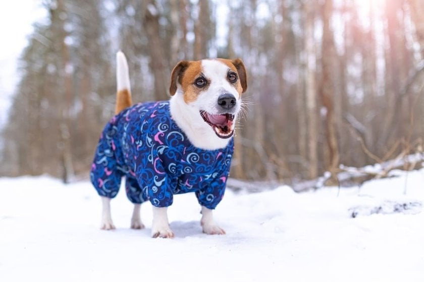 Dog in an Overall | Skylum Blog