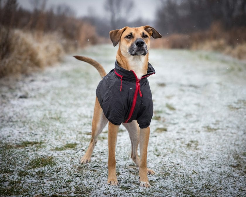 Dog Wearing a Windbreaker | Skylum Blog