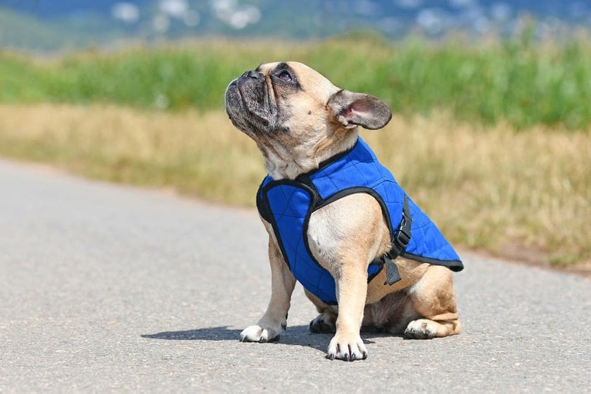 Dog in a Vest | Skylum Blog