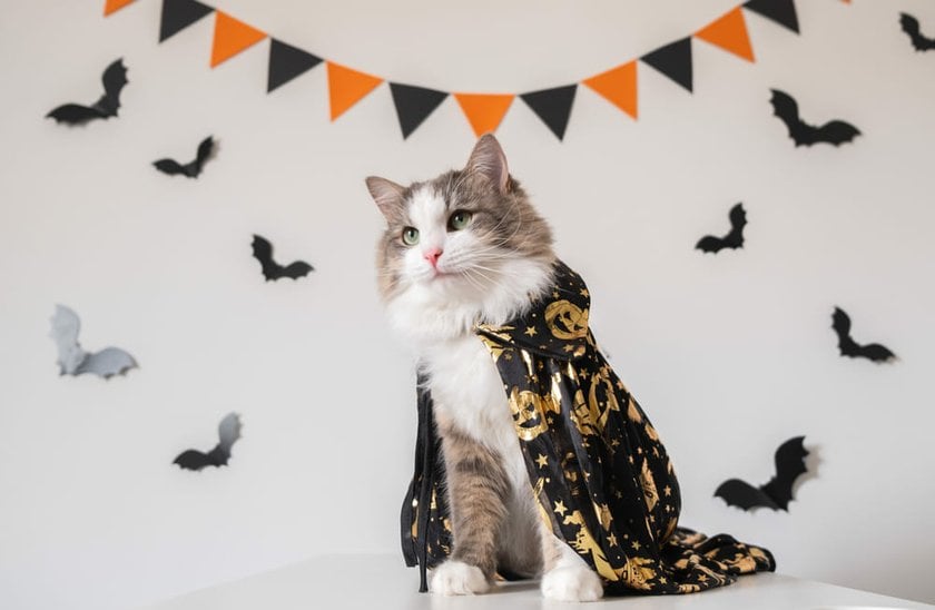 Cat Dressed in a Halloween Costume | Skylum Blog