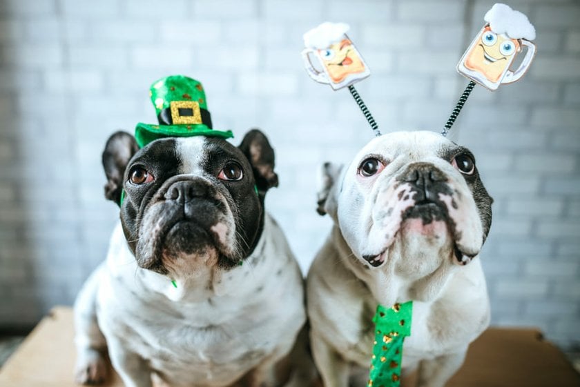 Two Dogs Dressed Up for St. Patrick's Day | Skylum Blog