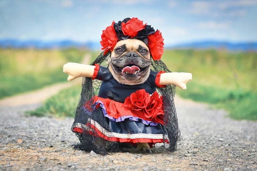 French Bulldog in a Day of the Dead Costume | Skylum Blog