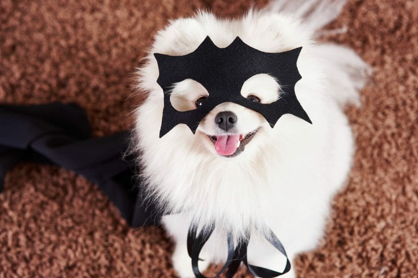 Dog in a Batman Costume | Skylum Blog