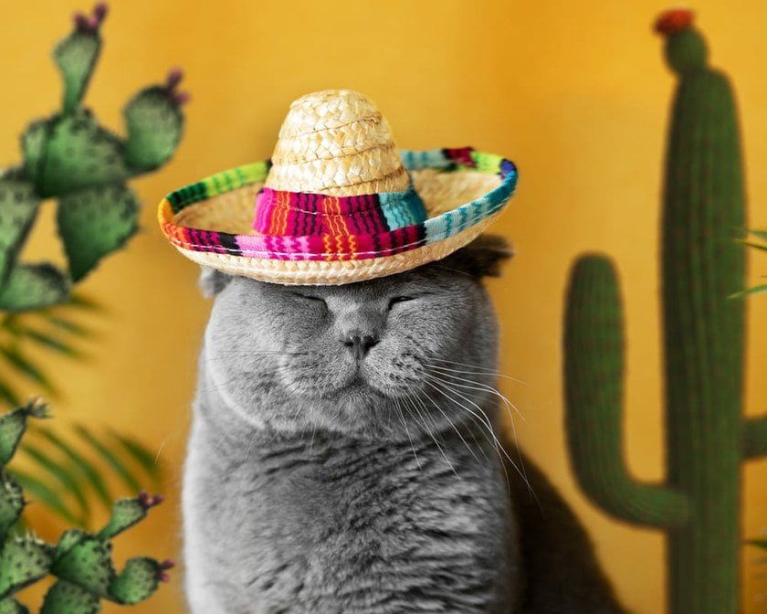 Cat in a Mexican Hat | Skylum Blog