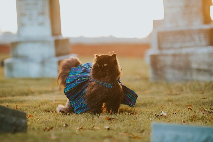 Beautiful Cat in a Skirt | Skylum Blog