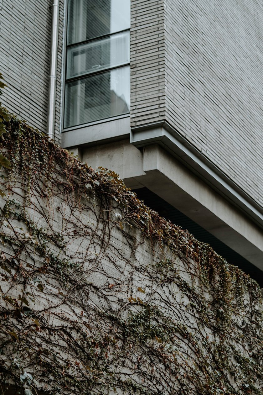 Fence Covered with Climbing Plants | Skylum Blog