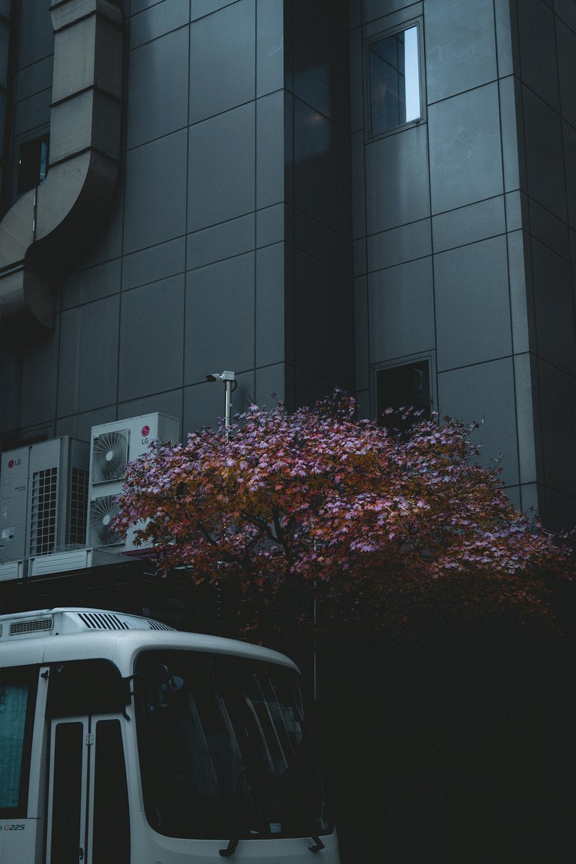 Vibrant Red Tree in Front of a Subtle Gray Building | Skylum Blog